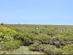 -北海金海湾红树林生态旅游区