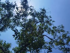 -曹杨影城(曹杨店)