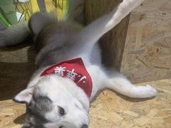 -Husky Go! 哈士奇体验馆·宠物咖啡厅狗咖