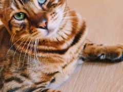 -猫腻·猫咖·撸猫馆(星光大道店)