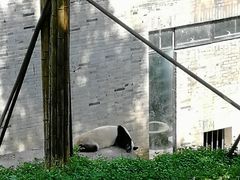 -都江堰中华大熊猫苑