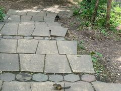 -五营红松林海景区