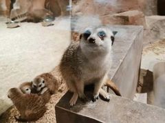 -zoonana室内动物园(东方福来德店)