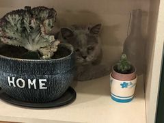 零售区-鼓捣猫呢主题猫咖店