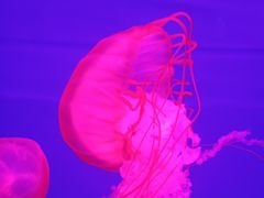 -多彩贵州城极地海洋世界