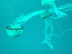-左海海底世界