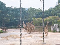 -深圳野生动物园