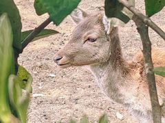 -合肥野生动物园