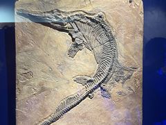 -正佳自然科学博物馆