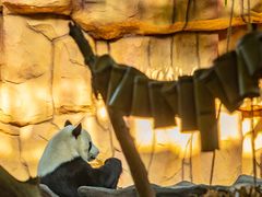 -泉州海丝野生动物世界