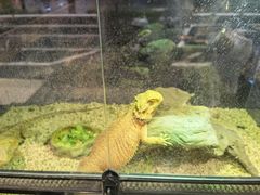 -酷以爬仙阁实体爬宠店·守宫·蜥蜴·专业繁育