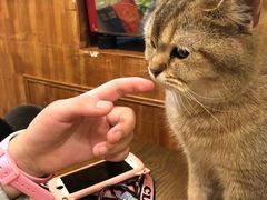 -猫色咖啡·猫咖