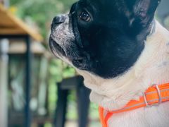 -邢大夫动物医院