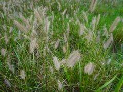 -春花秋色城市公园