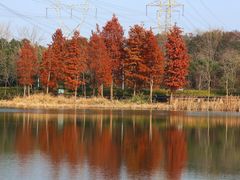 -昆山城市生态森林公园