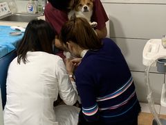-西安京西宠物医院·瘫痪·疑难杂症