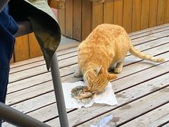 -暹罗酒肆泰餐厅酒吧