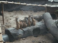 -深圳野生动物园