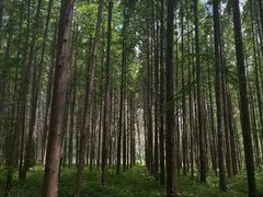 -黄海国家森林公园