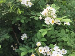 -九里河湿地公园
