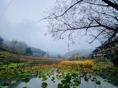 -紫鹊界梯田景区