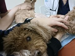 -美联众合动物医院·24h转诊中心