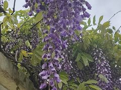 -苏州上方山国家森林公园