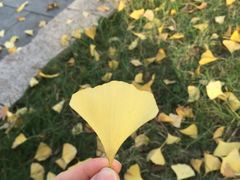 -百林公园-两江幸福广场