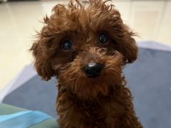 -小伙伴宠物医院•急重症转诊中心·老年专科·犬猫全科(北大街总院)