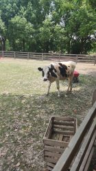 -BabyA 专业婴童摄影(古北时尚广场店)