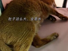 -北京佳信宠物医院