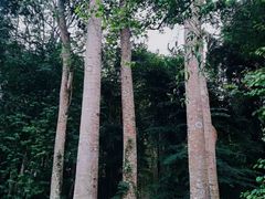 -中国科学院西双版纳热带植物园