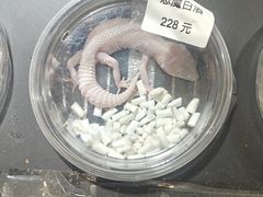 -酷以爬仙阁实体爬宠店·守宫·蜥蜴·专业繁育
