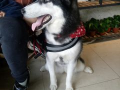 -桂林市花鸟市场