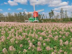 -荷兰花海