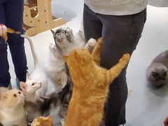 -飞行喵MR PILOT|猫舍·猫咖(静安大融城店)