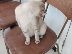 -共舞时光猫咖·狗咖(新街口店)