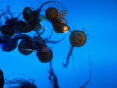 -太平洋海底世界