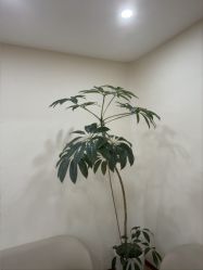 -HEYAN荷妍专业脱毛连锁机构