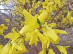 -北京西山国家森林公园