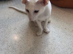 -飞行喵MR PILOT|猫舍·猫咖(静安大融城店)