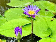 -中国科学院西双版纳热带植物园
