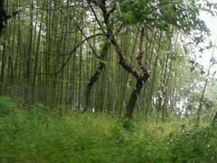 android_upload_pic-同里国家湿地公园