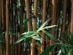 -重庆彩云湖湿地公园