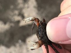 -上海滴水湖皇冠假日酒店