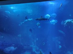 -太平洋海底世界