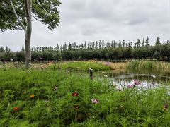 -上海长兴岛郊野公园