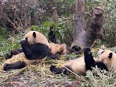 -成都大熊猫繁育研究基地