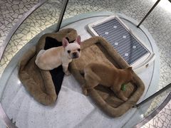 -momokira米努特·德文卷毛猫·棉花面纱犬