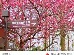 -洋湖国家湿地公园